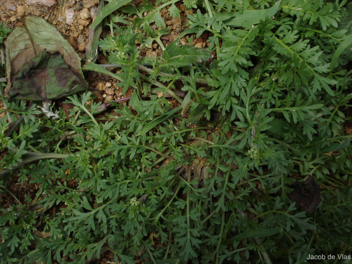 Lepidium didymum L.